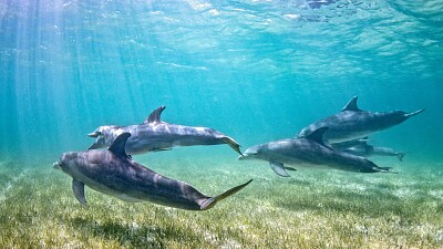 Dolphins jigsaw puzzle