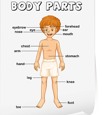 Parts of the body jigsaw puzzle