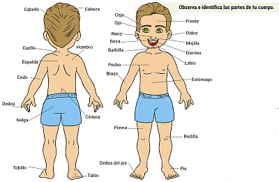 cuerpo humano