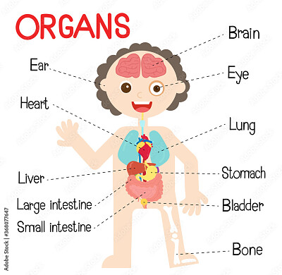 פאזל של Human body systems