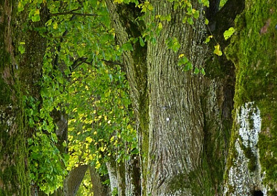 a jigsaw puzzle