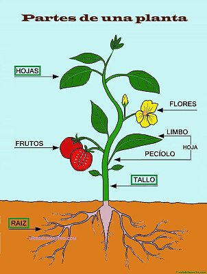 פאזל של Partes de las plantas