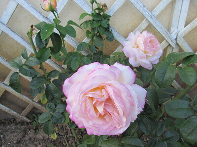 פאזל של Rose rose