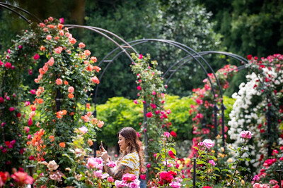 Huntington rose garden