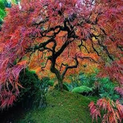 arbol 1 jigsaw puzzle