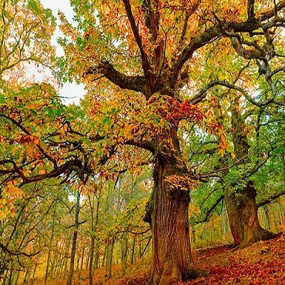 arbol jigsaw puzzle