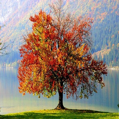 arbol jigsaw puzzle