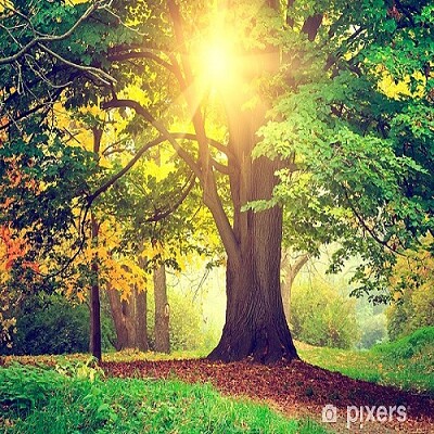 arbol jigsaw puzzle