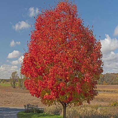 arbol jigsaw puzzle