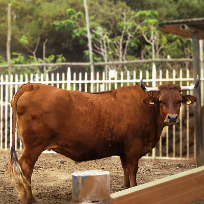 VACA CANARIA jigsaw puzzle