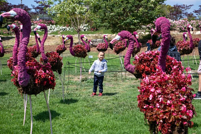 פאזל של Topiary flamingoes