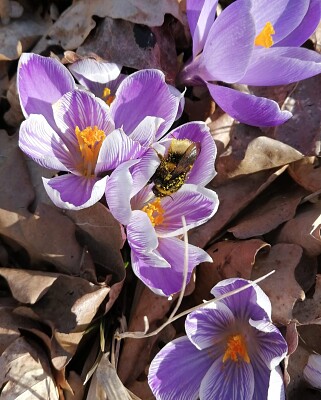 Crocus jigsaw puzzle