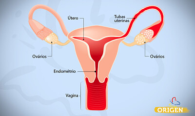 פאזל של Sistema reprodutor feminino