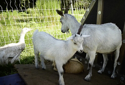 Goats jigsaw puzzle