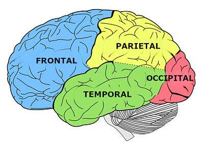 Lóbulo Cerebral