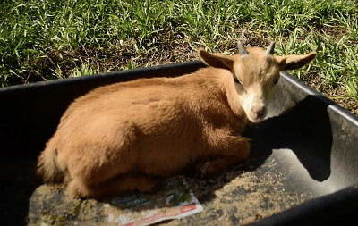 goat 2 jigsaw puzzle