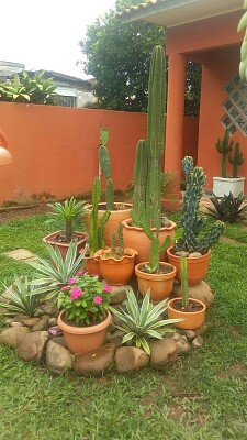 Patio decorado