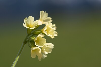 פאזל של FIORE