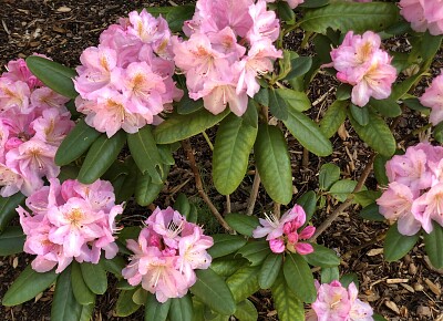 Rhododendron 1, Asheville jigsaw puzzle