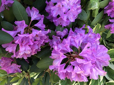 Rhododendron 2, Asheville jigsaw puzzle