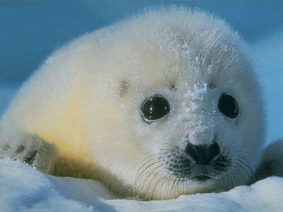 Foca