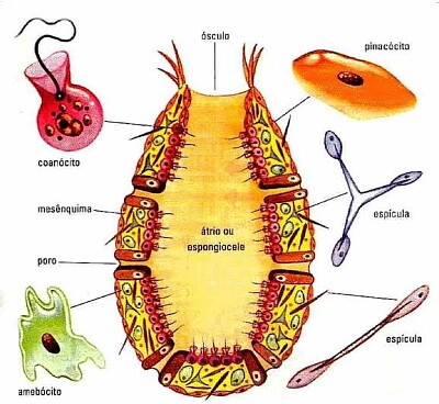 Trabalho de biologia II