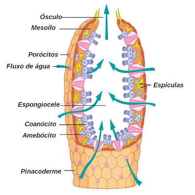 Trabalho de biologia III