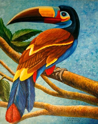 Tucan