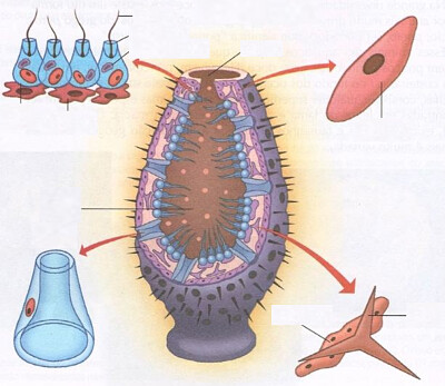 poriferos-estruturas jigsaw puzzle