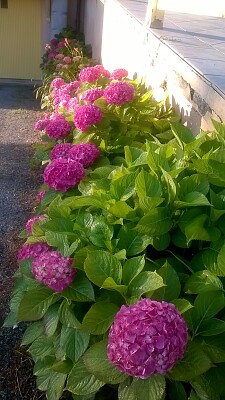 פאזל של hortensias