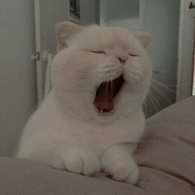 Gato jigsaw puzzle