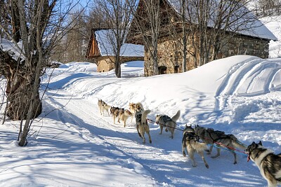 Chiens de traineau en Savoie jigsaw puzzle