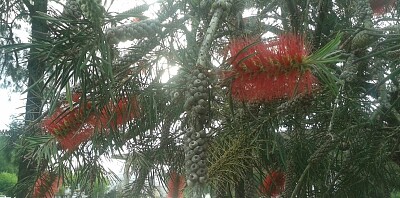 Callistemon Citrinus o Limpiatubos jigsaw puzzle