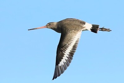 uccello in volo