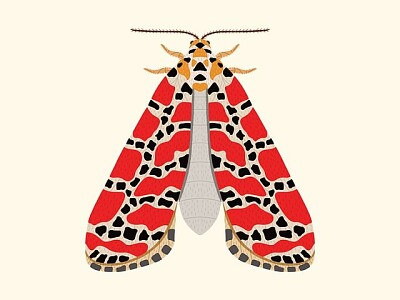 falena
