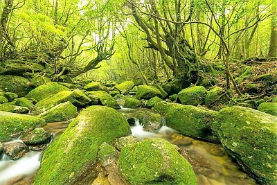 mossy jigsaw puzzle