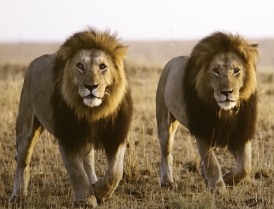 פאזל של two lions