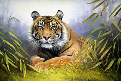 Tigre