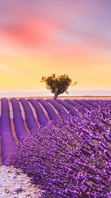 Lavanda