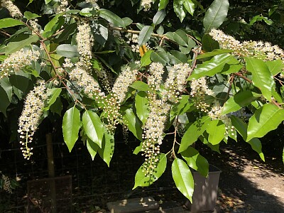 פאזל של Virginian Willow, Castle Hedingham