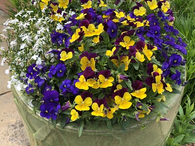 Pot of spring flowers, Asheville