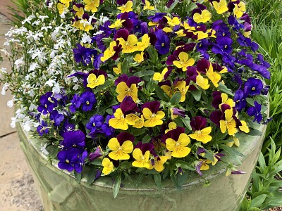Pot of spring Flowers 2