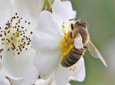 Abeille qui butine jigsaw puzzle