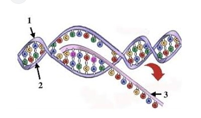 פאזל של Transcripción en procariota