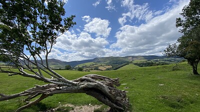 View with tree branch, Wales