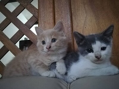 Romeo and Golden