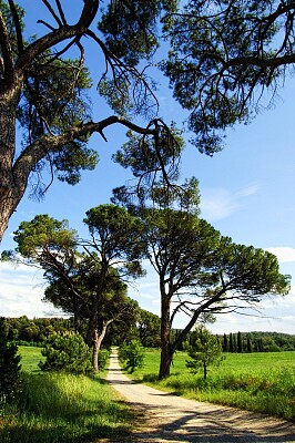 Camino