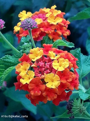 Lantana