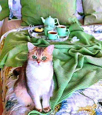 פאזל של gato