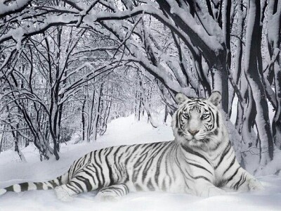 Tigre  de bengala blanco